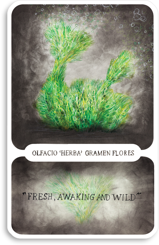 s-olfacio-herba-gramen-flores