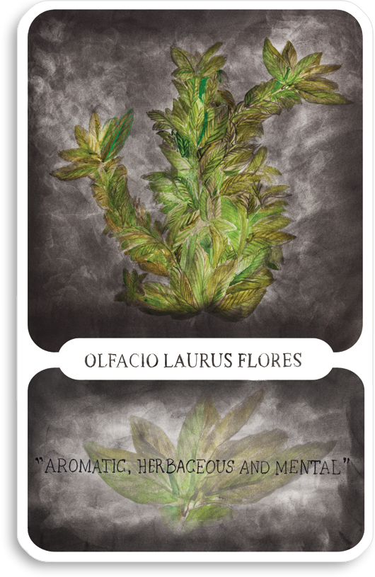 s-olfacio-laurus-flores