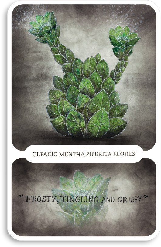 s-olfacio-mentha-piperita-flores