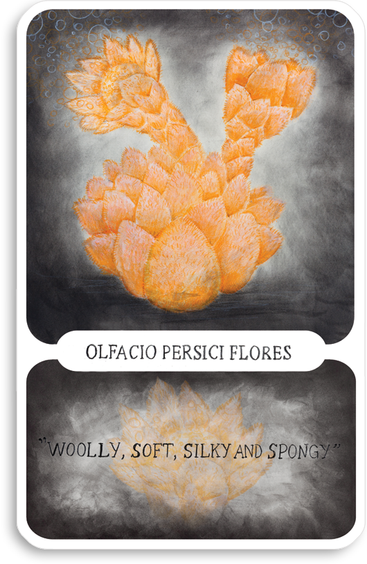 s-olfacio-persici-flores