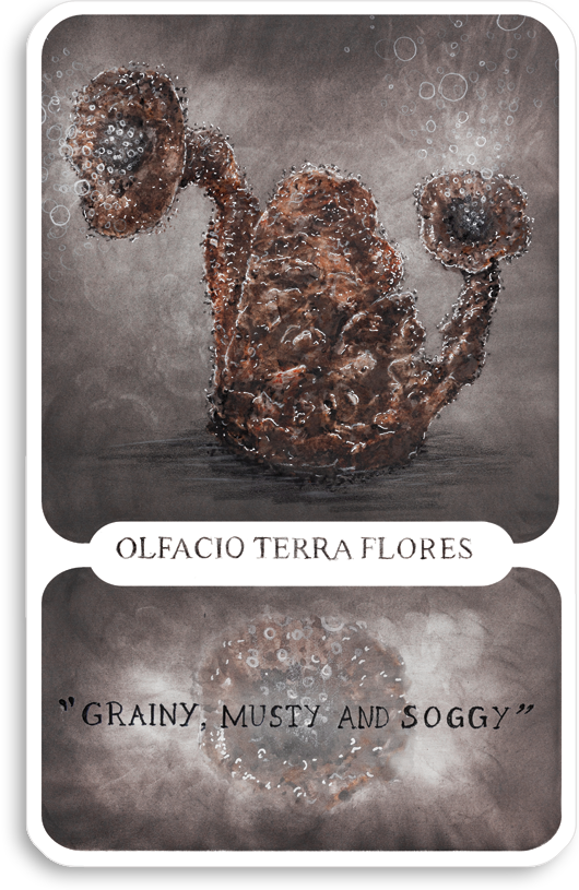 s-olfacio-terra-flores