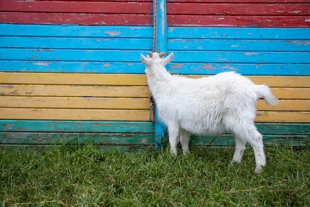 Colorful Goat Fence