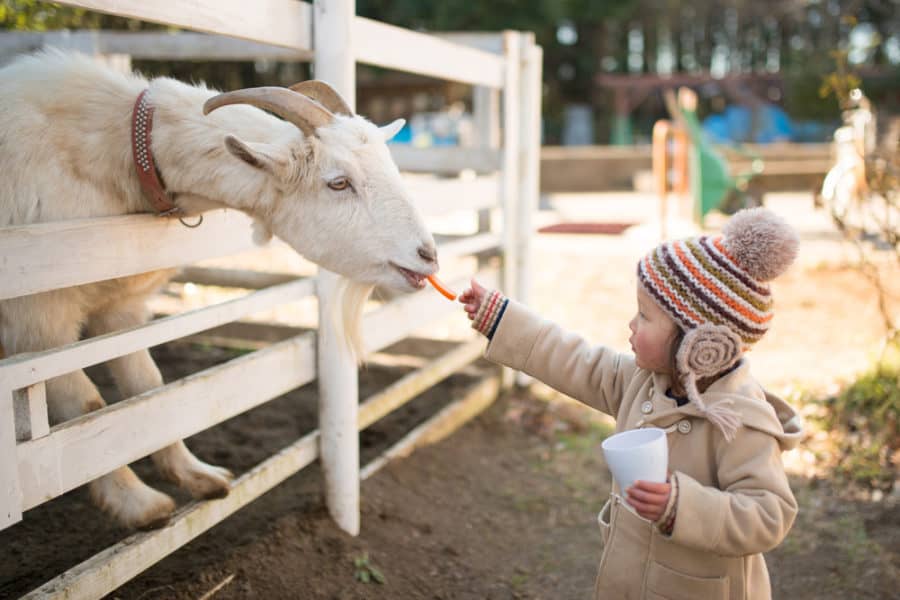 Natural Wood Slat Goat Fence