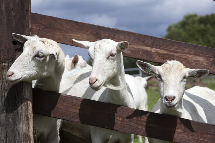 Slanted Goat Fence