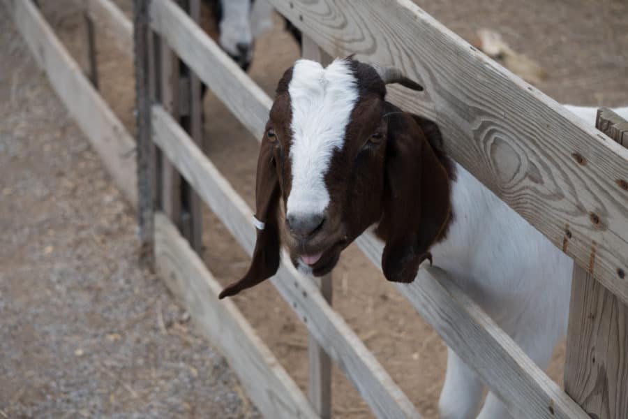 Solid Log Goat Fence