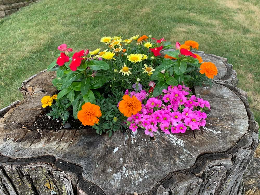 Tree Stump Planter