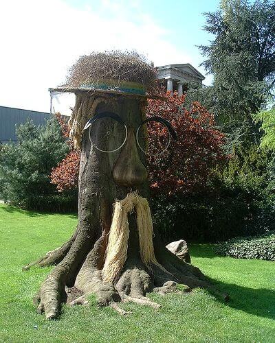 Tree Stump Transformation