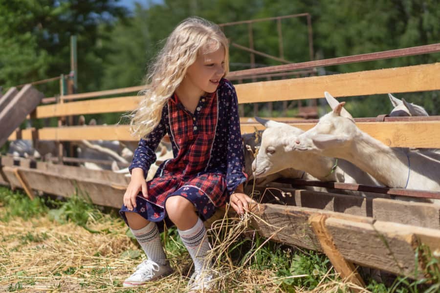 Wooden Slat Goat Fence with food trough