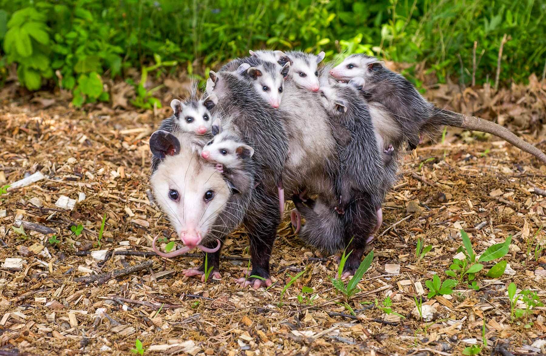 where to shoot a possum to kill it : state measures
