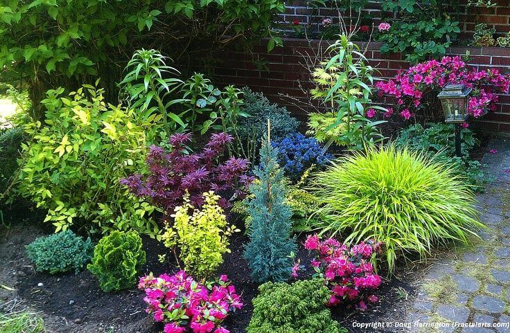 Stunning Dwarf Conifers