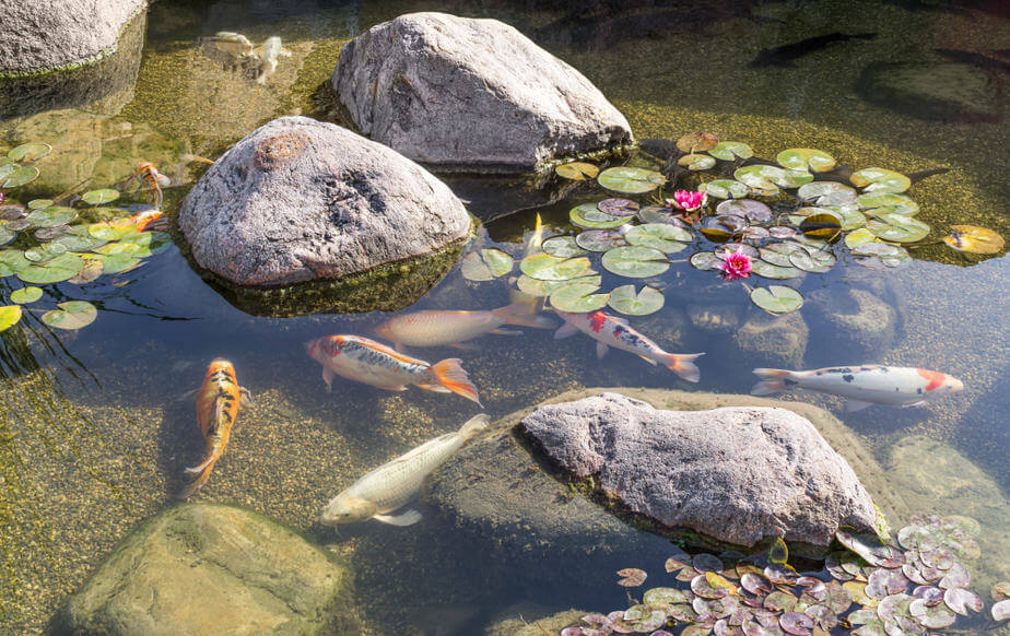 Koi Pond