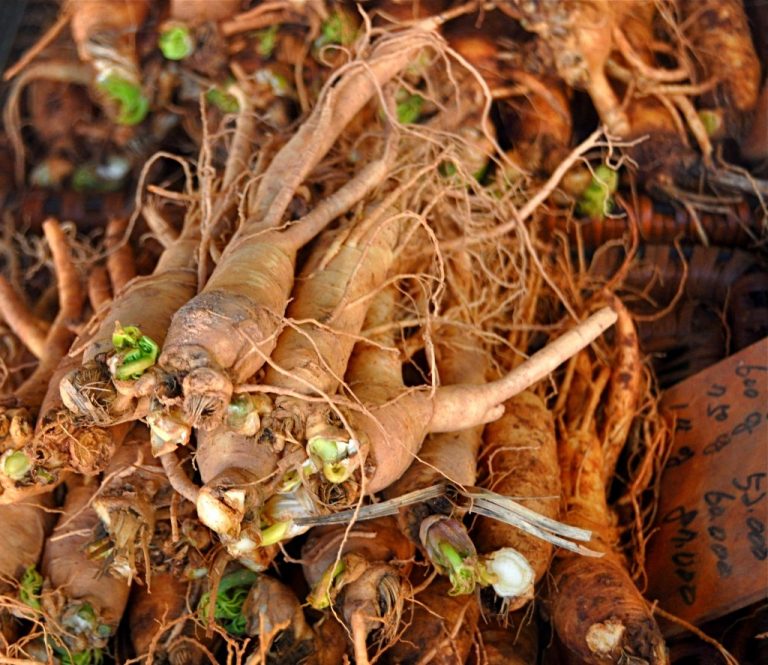 How to Grow Ginseng in Your Backyard EatHappyProject