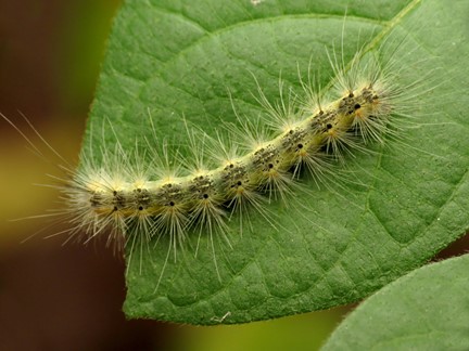 Fall Webworms