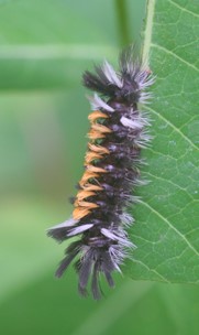 Milkweed Tiger Caterpillar
