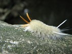 Sycamore Tussock Caterpillar