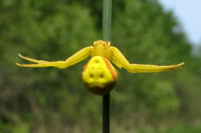 Types of Spiders with Identification Guide (Names, Pictures & Charts)