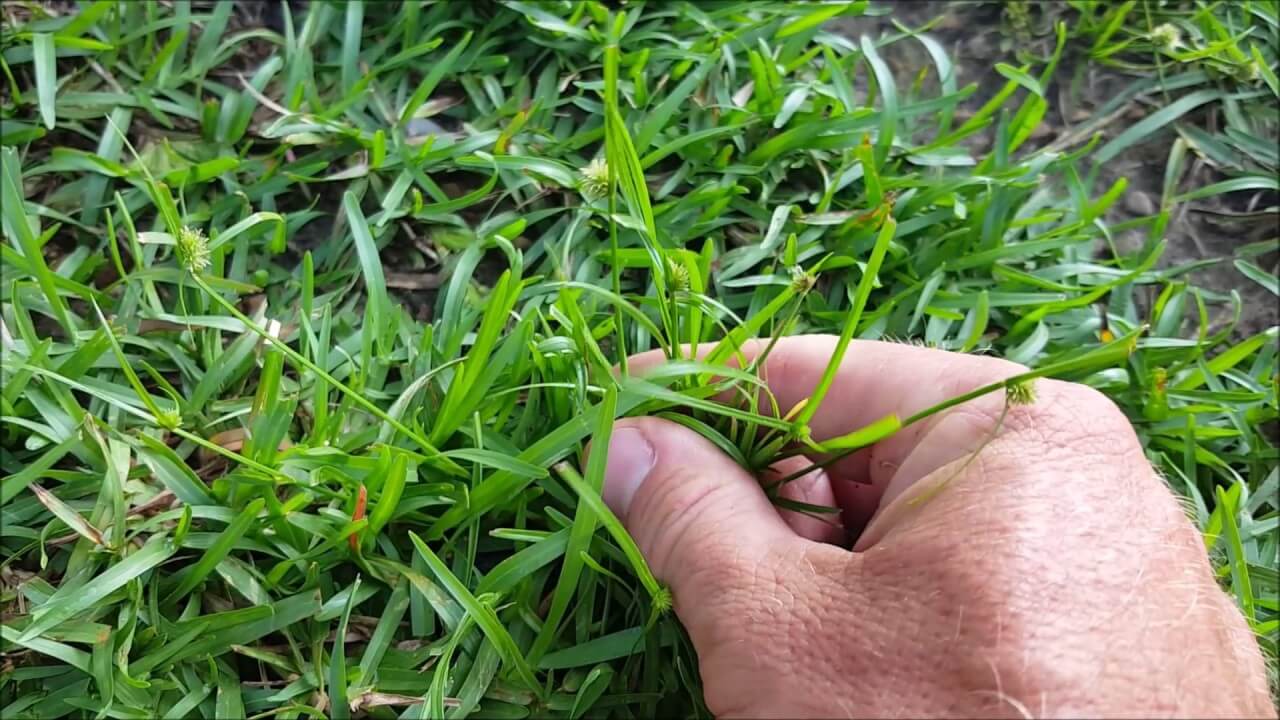 Weeds That Look Like Grass: List of Grass-Like Lawn Weeds