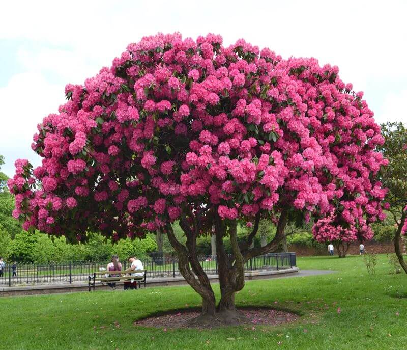 Rhododendron