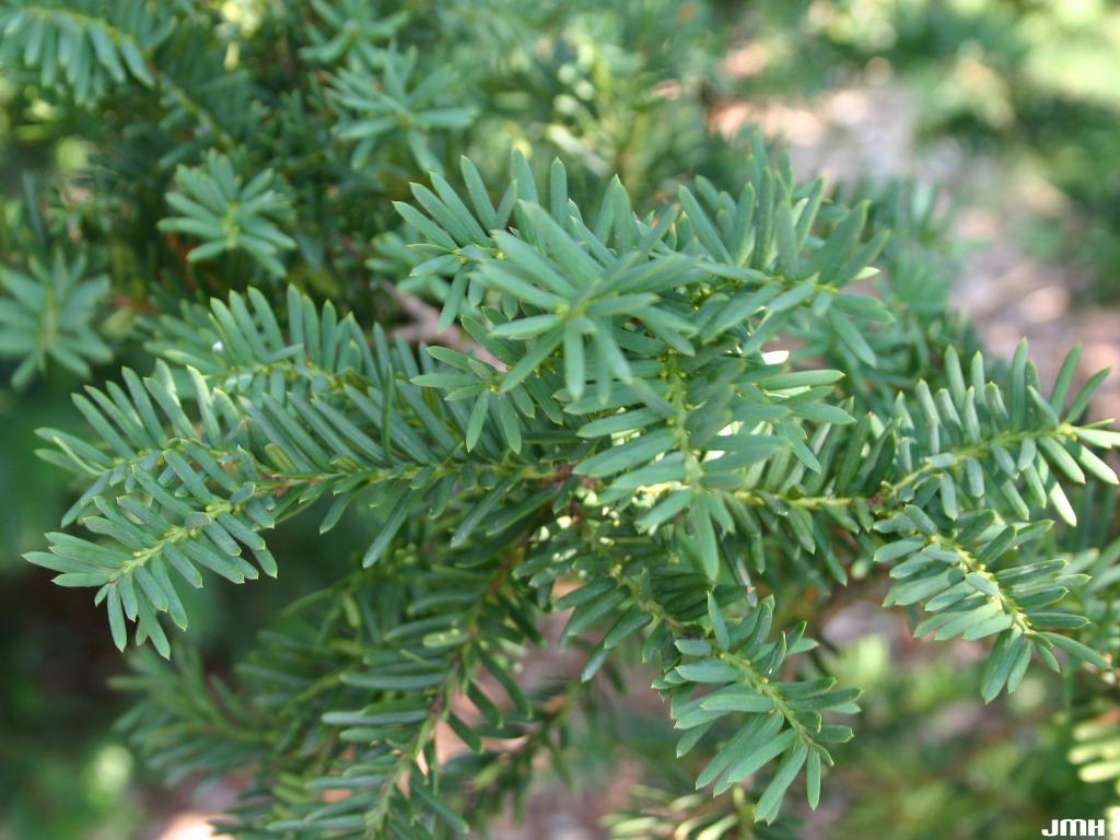 Anglo-Japanese Yew