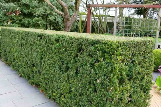 Anglo-Japanese Yew