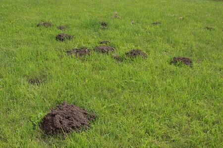 Top 10+ Animal dig hole in yard 5 How to Stop Animals from Digging Holes in Your Yard