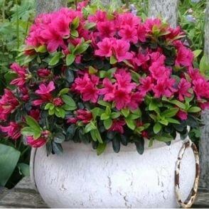 Azalea