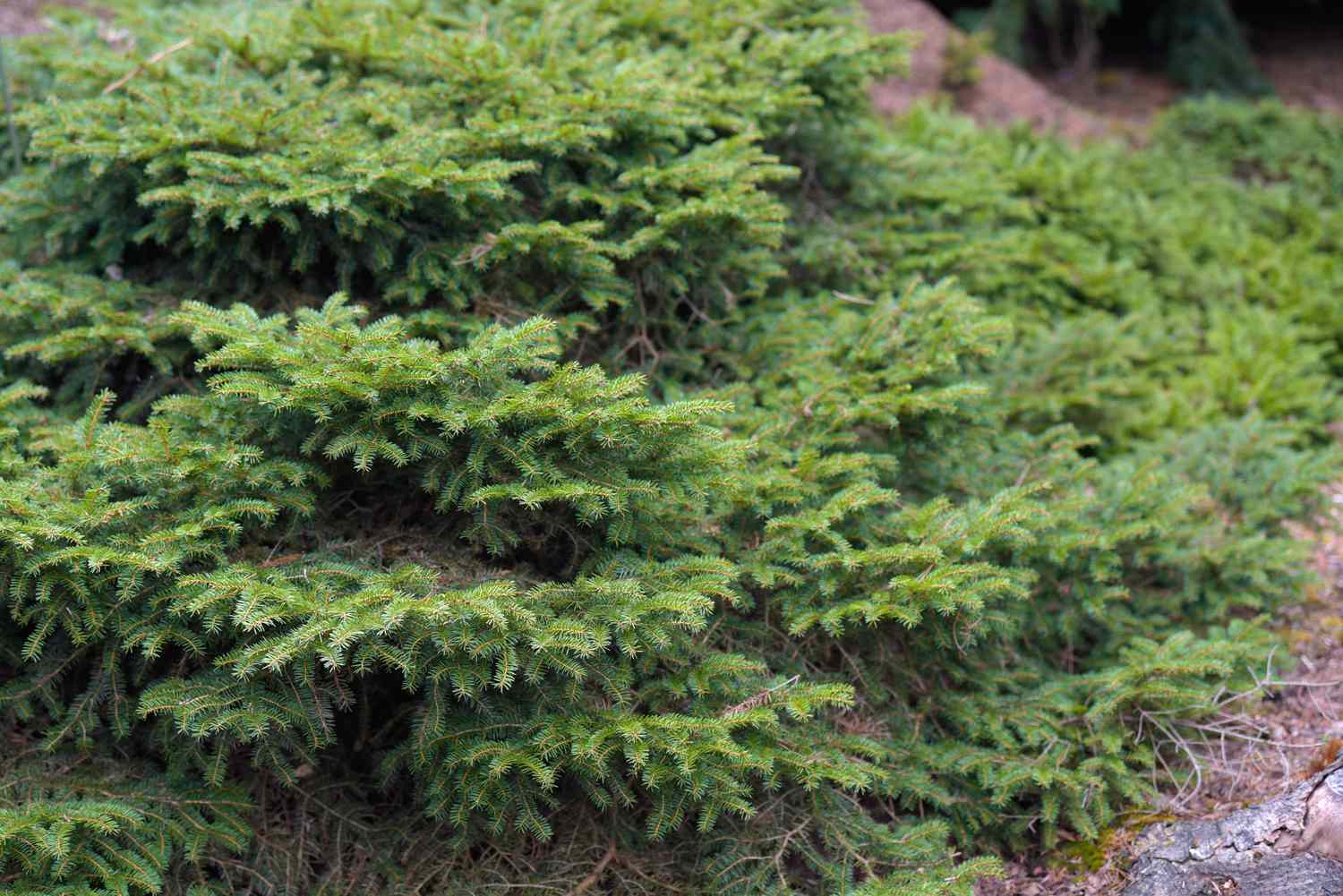 Bird's Nest Norway Spruce