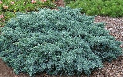 Blue Star Juniper