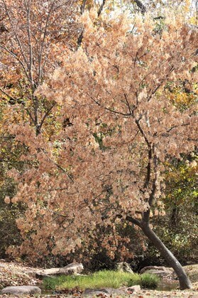 Boxelder Maple Tree