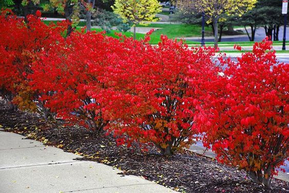 Landscaping Shrubs For Front Of House, Best Bushes For Front Yard Landscaping