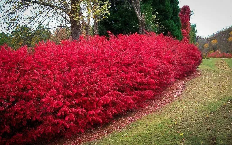 Burning Bush