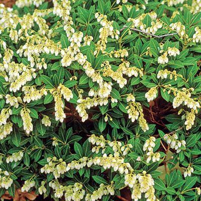 Cavatine Dwarf Japanese Pieris