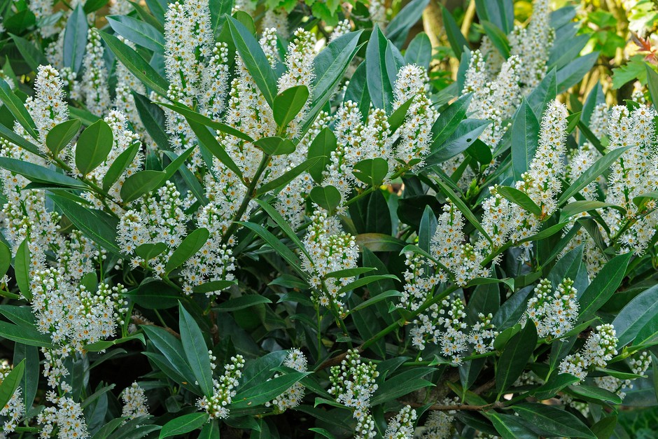 Cherry Laurel