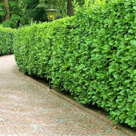 Cherry Laurel