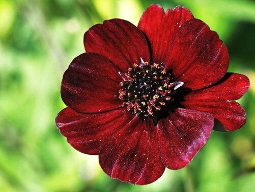 Chocolate Cosmos