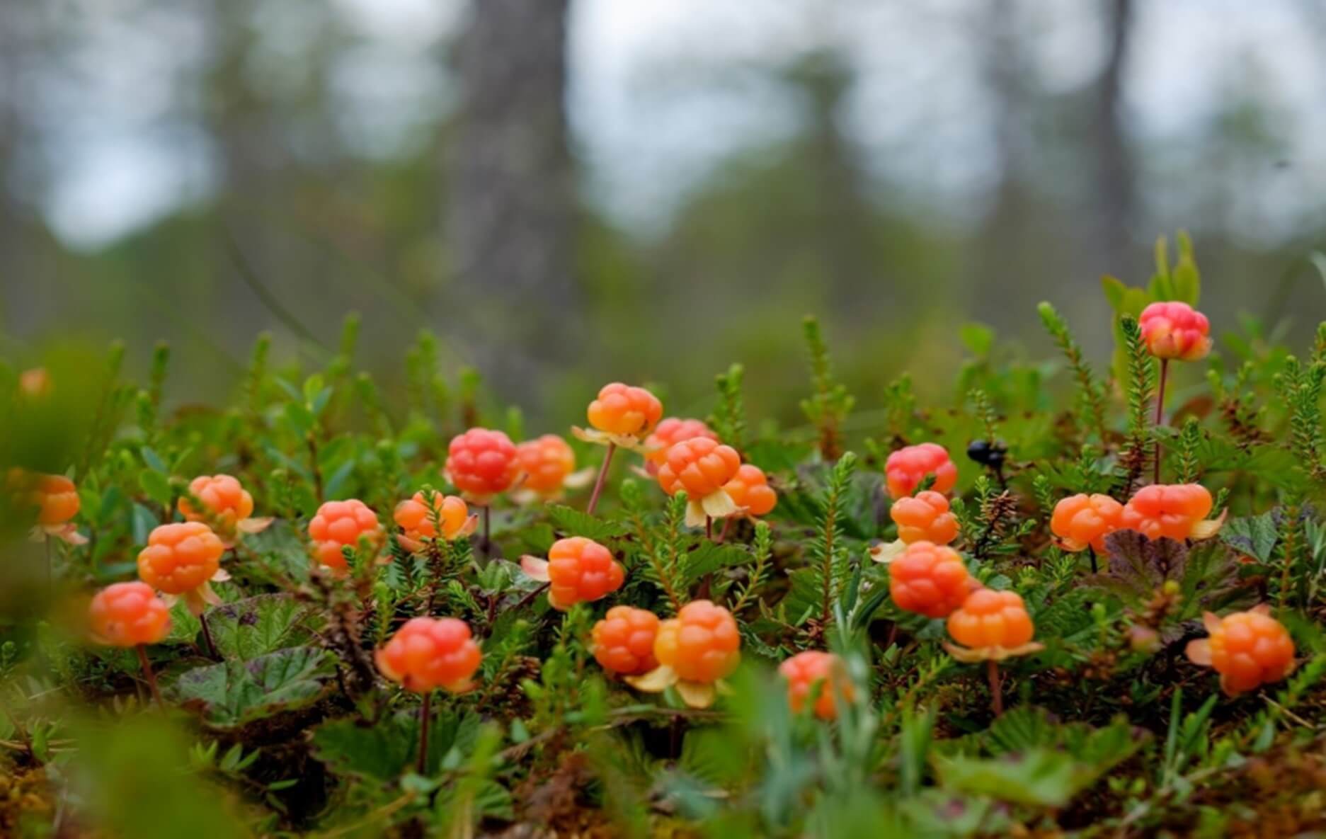 Cloudberries