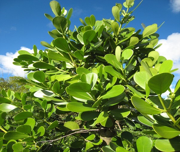 Clusia Tree (Rosea)