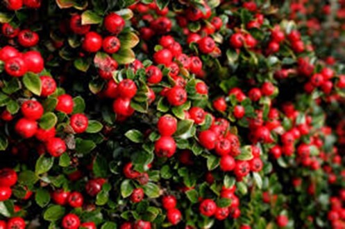 Cotoneaster