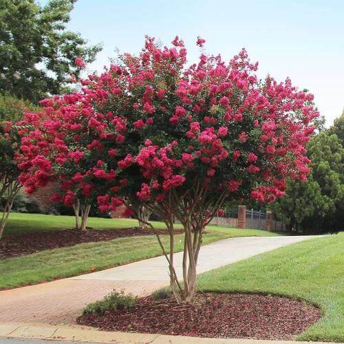 Crape Myrtle