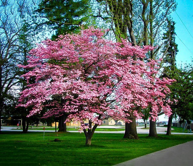 Dogwood Trees Pink