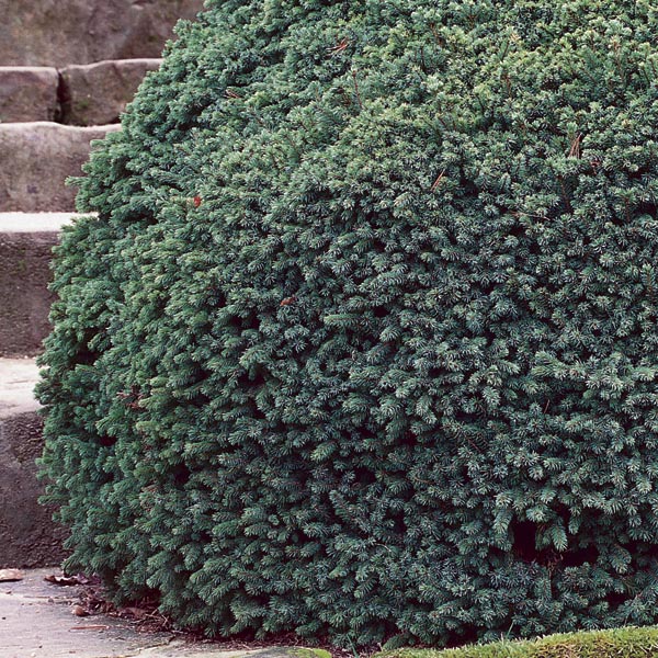 Dwarf Black Spruce