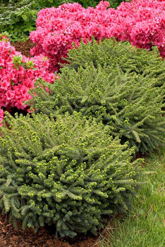 Dwarf Black Spruce