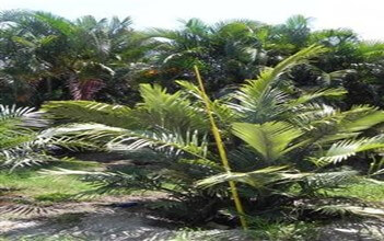 Dwarf Sugar Palm (Arenga engleri)