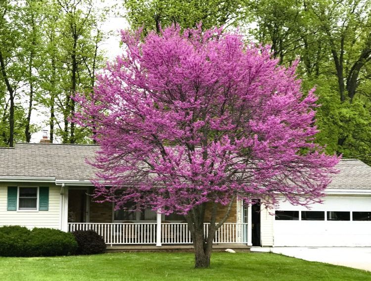 American Redbud