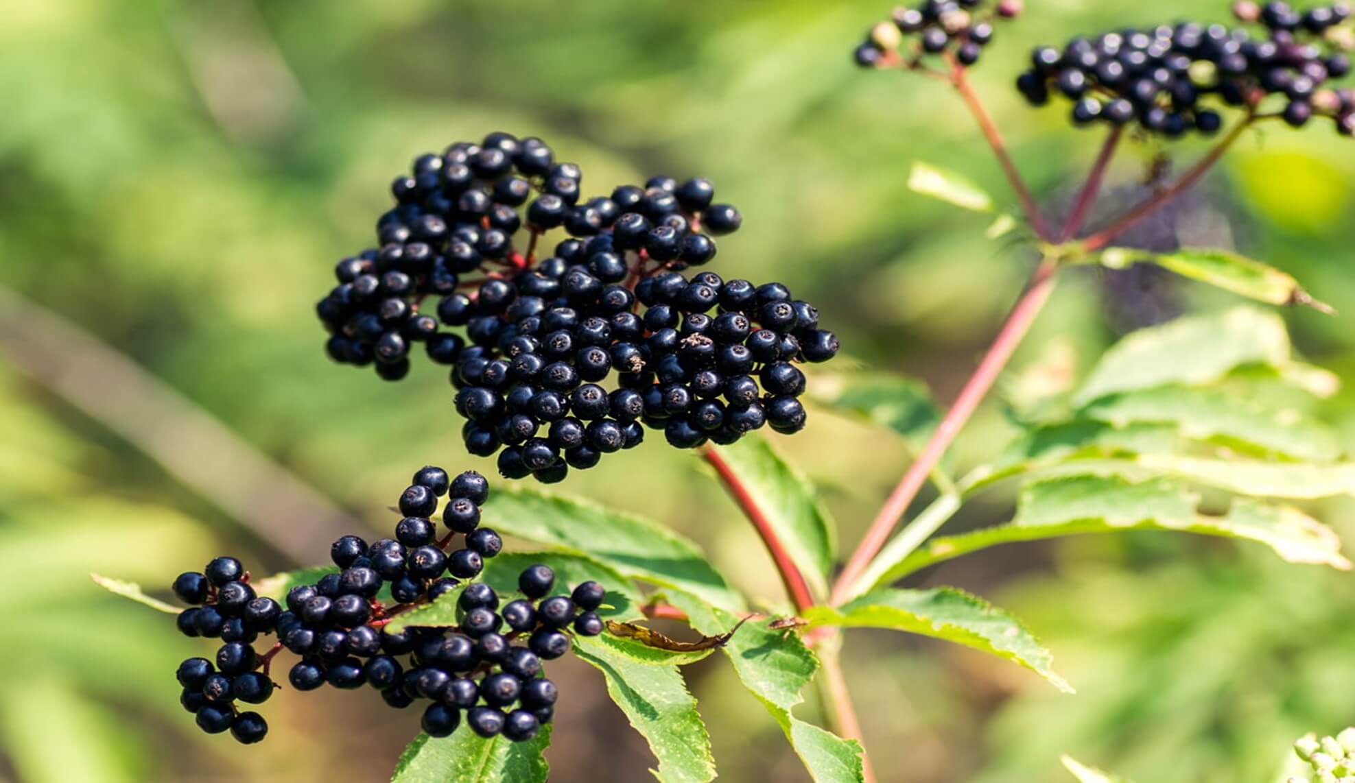 Elderberry