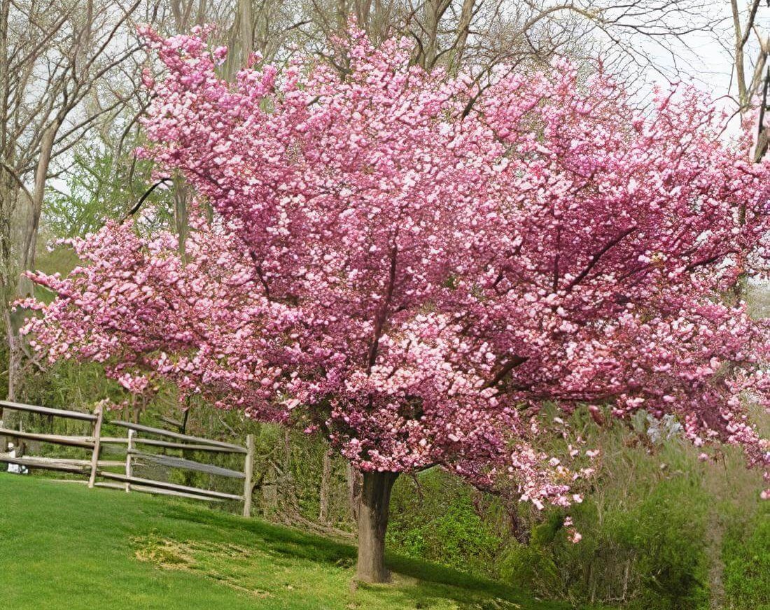 Flowering Cherry Trees