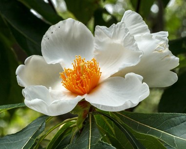 Franklin Tree Flower