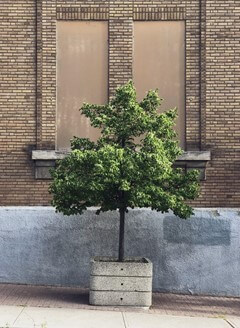 Freeman Maple Tree