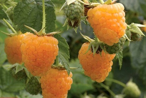 Golden Raspberries