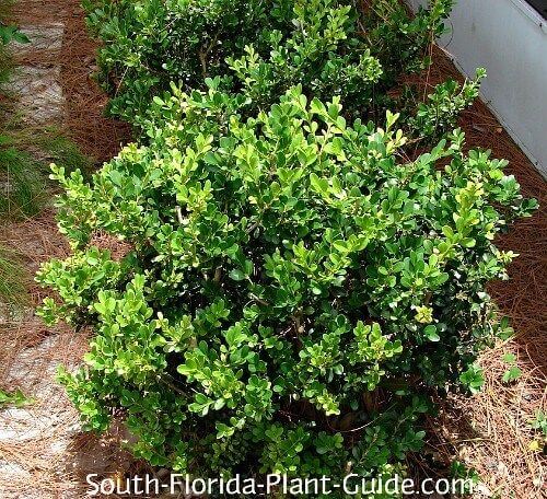 Japanese Boxwood